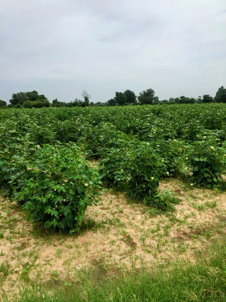 Homegrown cotton, from field to fabric — House of Falguni